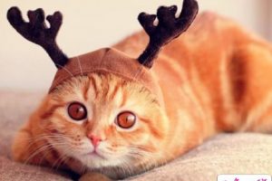 搞笑说说大全：老子现在称体重，连眉毛都想拔光