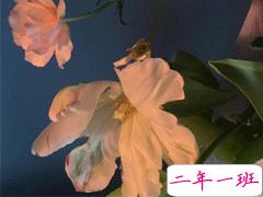 表达遗憾的朋友圈句子大全 深意感慨遗憾的心情说说