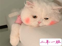 生日快乐有趣的祝福文案 要不动声色的做个大人啦