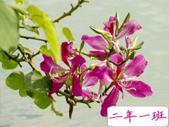 2021超级文艺的春天文案 期待春天到来的唯美句子