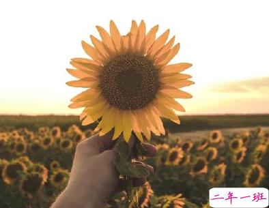 抖音2020年个性说说大全 最新温暖治愈系说说2