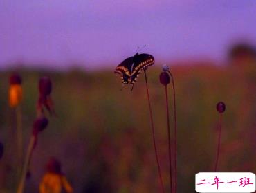 一句话经典说说发朋友圈 做自己的路做最好的自己1