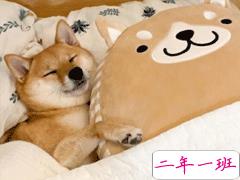 2019双11说说幽默经典句子 单身狗这么可爱的东西求放过