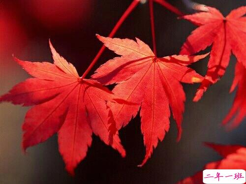 抖音最吸引人的经典说说 发朋友圈别人点赞必评的个性说说1