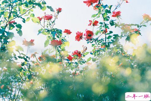 优美又有哲理的经典说说语录 英文翻译的句子2