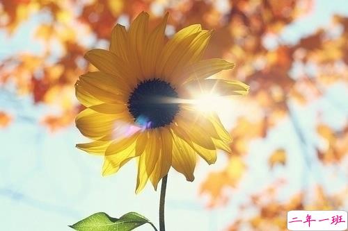 生活哲理句子精辟说说100条：踏实一些不要着急，你想要的岁月都会给你1