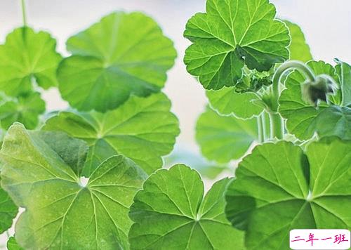 生活哲理句子精辟说说100条：踏实一些不要着急，你想要的岁月都会给你6