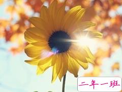 生活哲理句子精辟说说100条：踏实一些不要着急，你想要的岁月都会给你