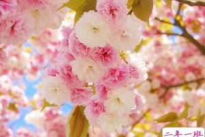 古风说说短句:你说十里桃花,两人一马,后来谢了繁华,生死无话