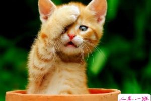 关于考试的经典说说:本想借这次考试咸鱼翻身,没想到粘锅了