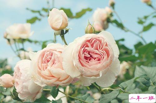 内心煎熬的伤感说说带图片 始终无法忘记他的虐心说说9