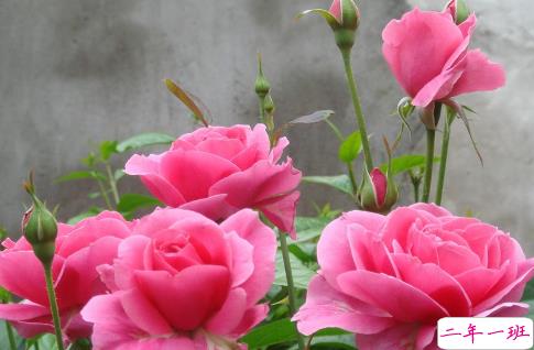 2021春天赏花的心情说说 春日赏花拍照的唯美句子1