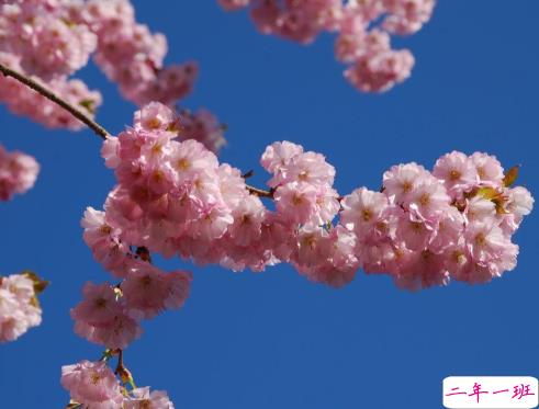 2021春天赏花的心情说说 春日赏花拍照的唯美句子2