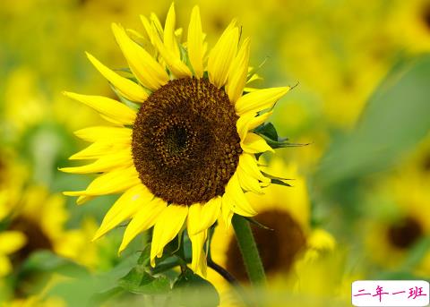 超走心的治愈系唯美句子 送给感情中需要疗伤的人2