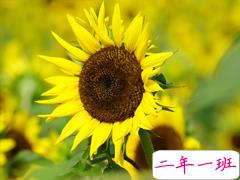 超走心的治愈系唯美句子 送给感情中需要疗伤的人