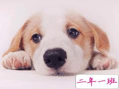 养狗的心情说说 遛狗朋友圈文案