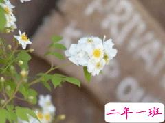 夏天心情说说温柔短句 十分温柔唯美的夏日说说