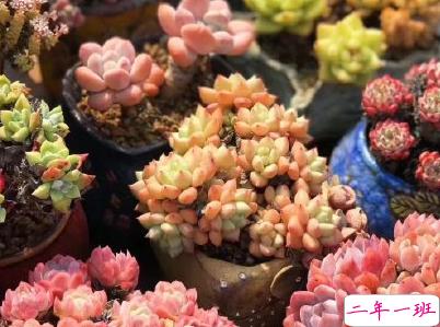 朋友圈晒花花草草的心情 晒自己养花的简短说说1