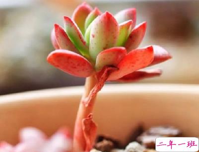 朋友圈晒花花草草的心情 晒自己养花的简短说说2