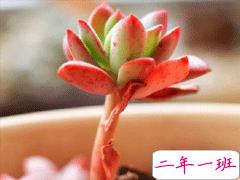 朋友圈晒花花草草的心情 晒自己养花的简短说说