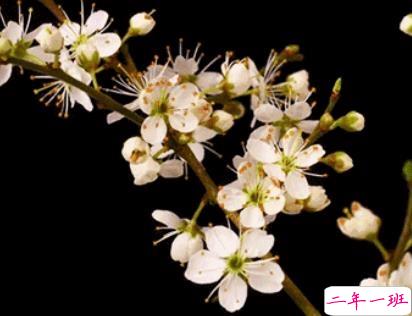 2020春分节气祝福语 春分快乐经典说说1