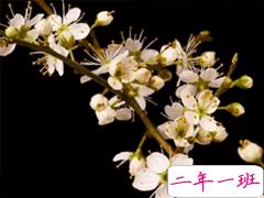 2020春分节气祝福语 春分快乐经典说说