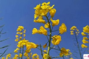适合油菜花的文案 2020看油菜花的句子说说