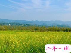 晒油菜花的朋友圈说说 赏油菜花说说简短好听