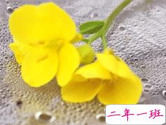 2020踏春赏花的心情句子 春天出游的朋友圈说说