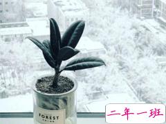 2020下雪天文案浪漫诗意 我与飘雪一同来见你