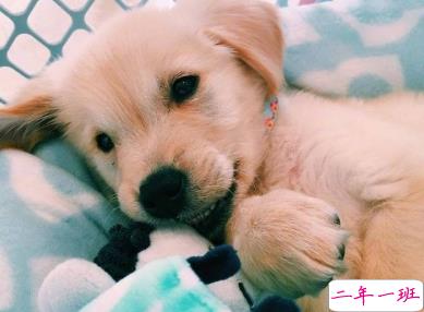 喜欢晒猫猫狗狗的心情说说 可爱的小萌宠说说发朋友圈1