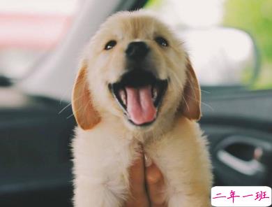 喜欢晒猫猫狗狗的心情说说 可爱的小萌宠说说发朋友圈2