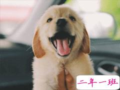 喜欢晒猫猫狗狗的心情说说 可爱的小萌宠说说发朋友圈