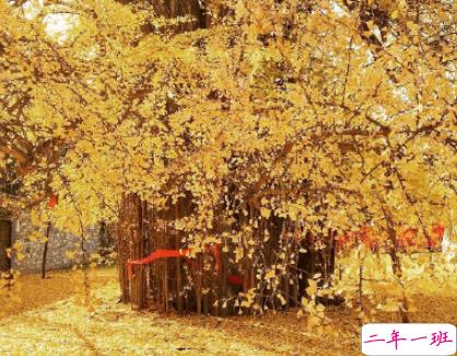 秋天赏银杏心情说说文艺范 满地银杏树叶的说说大全2