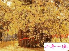 秋天赏银杏心情说说文艺范 满地银杏树叶的说说大全