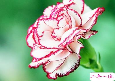  2019母亲节早安心语大全 母亲节快乐微信心情说说2