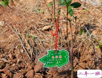 2019植树节朋友圈说说大全 312关于植树节的心情说说1