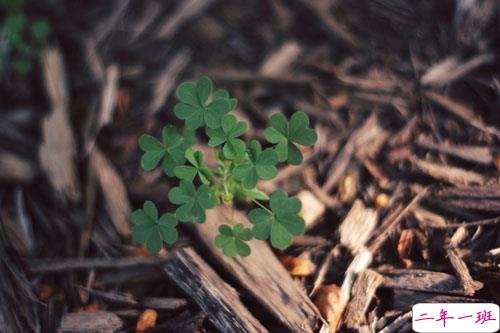 迎接2019元旦说说适合发朋友圈 2019年猪年元旦说说早安一句话1