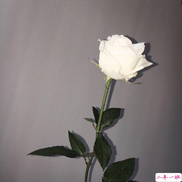 对于生活和现实的感悟人生的心情说说2