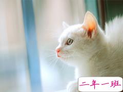 小心翼翼喜欢一个人的心酸说说 和你聊天我不喜欢用句号