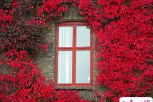 QQ空间语录：没资格吃的醋最酸，先动心的人最惨