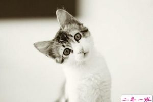 最热门的QQ说说:一百个人口中一百个我,我是天使,也是贱货