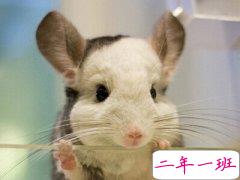 好看的QQ说说大全：不写作业心里难受，一写作业浑身难受