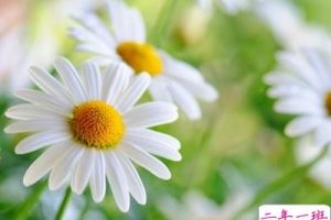 QQ空间精品心情短语：红颜无罪，只是太美