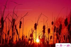 QQ空间精品说说：你是回头草，但我是好马