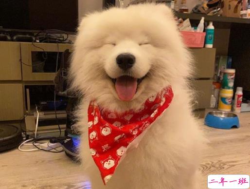 抖音里舔狗的搞笑段子 超级搞笑的舔狗自嘲文案1