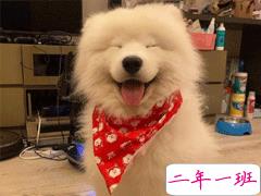 抖音里舔狗的搞笑段子 超级搞笑的舔狗自嘲文案