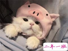 2021无关爱情温柔干净文案短句 超甜温柔唯美小短句