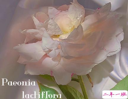 表达对对方一见倾心的文案带图片 烟花转瞬即逝灰烬倒是永恒9