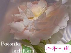 表达对对方一见倾心的文案带图片 烟花转瞬即逝灰烬倒是永恒